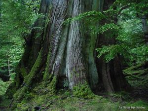 2j-Old Growth Cedar Heater Harbor Gwaii Haanas Queen Charlotte Islands.jpg